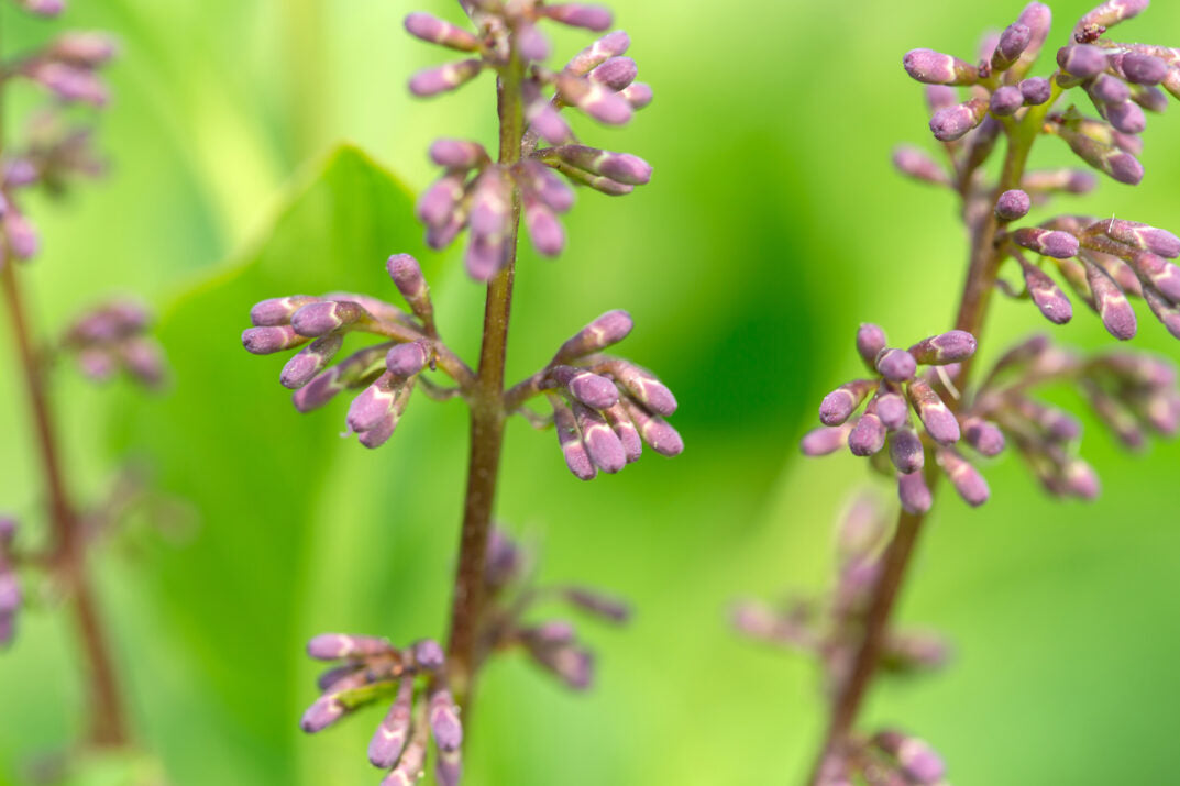 Little Lady™ Lilac