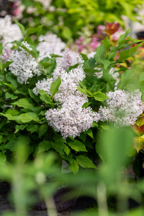 Little Lady™ Lilac