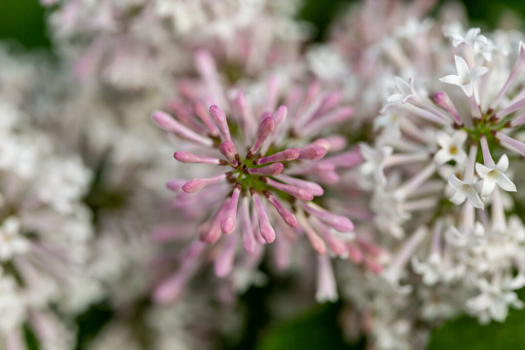 Little Lady™ Lilac