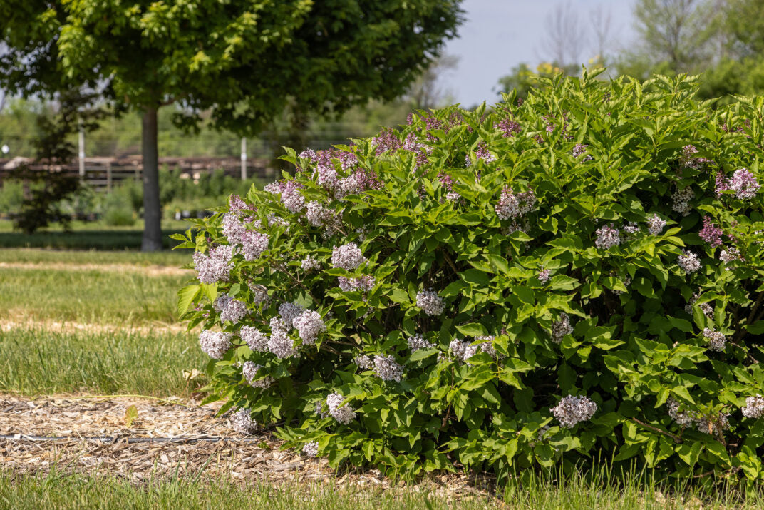 Little Lady™ Lilac