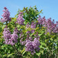 Scentara Pura® Lilac