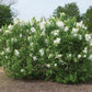 Bloomables® New Age™ White Lilac