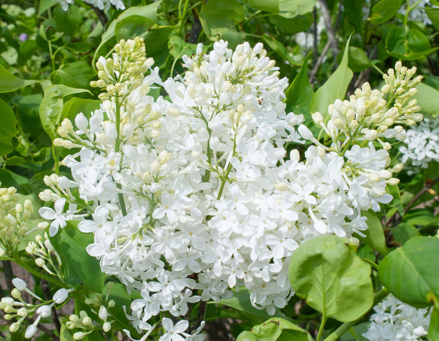 Bloomables® New Age™ White Lilac