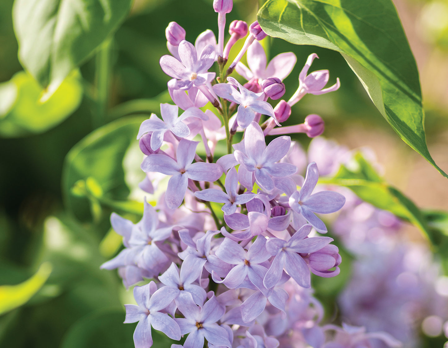 Bloomables® New Age™ Lavender Lilac