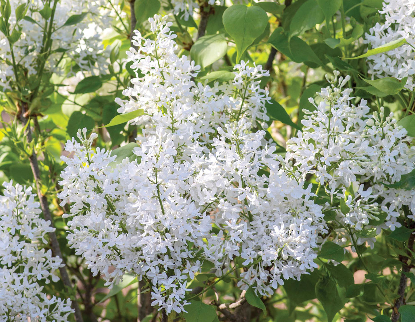 Bloomables® New Age™ White Lilac