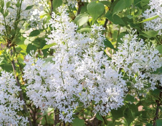 Bloomables® New Age™ White Lilac