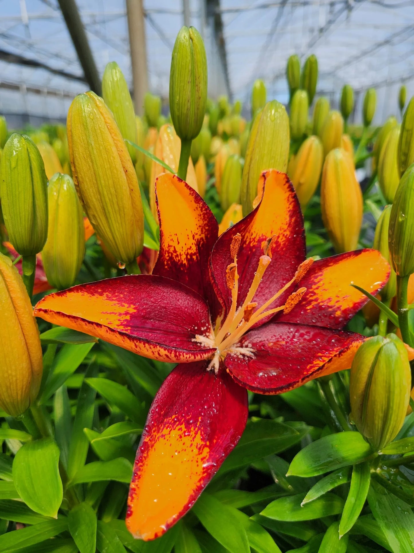 Tiny Lion Dwarf Asiatic Lily