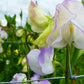 Albutt Blue Sweet Pea seeds online shopping