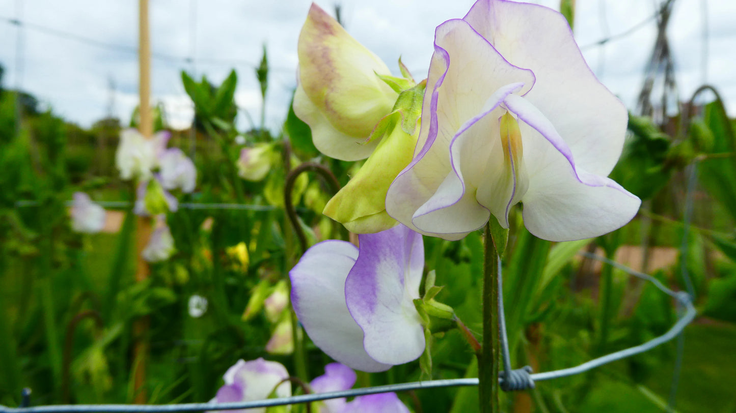 Albutt Blue Sweet Pea seeds online shopping