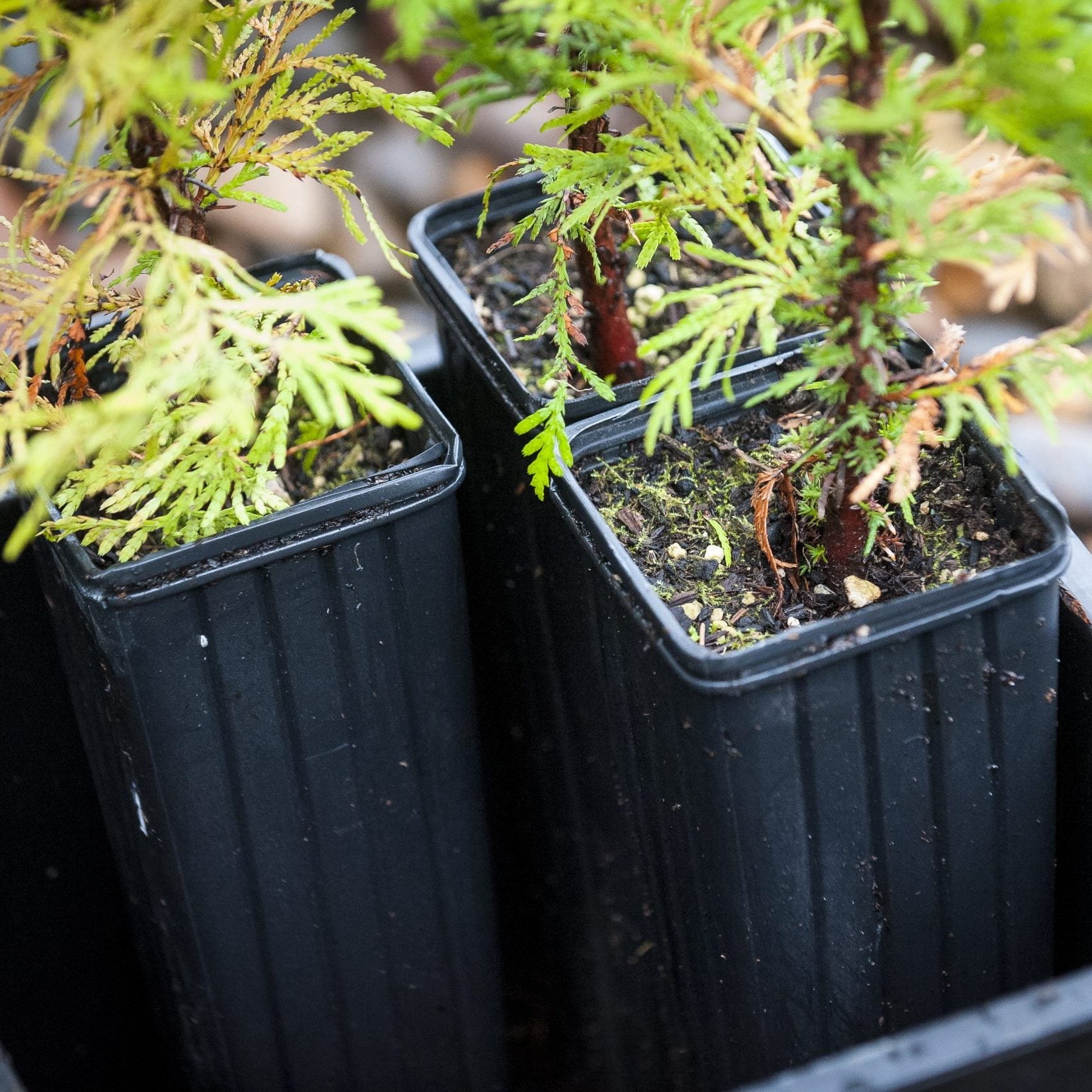 Treepots™ – EVERGREEN