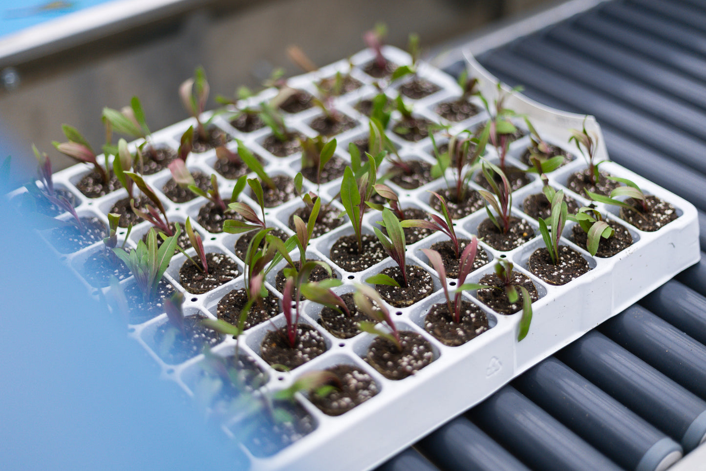 TTA ISO CuttingEdge Double Cutting Selector Planter