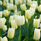 White Emperor Purissima Tulip Bulbs
