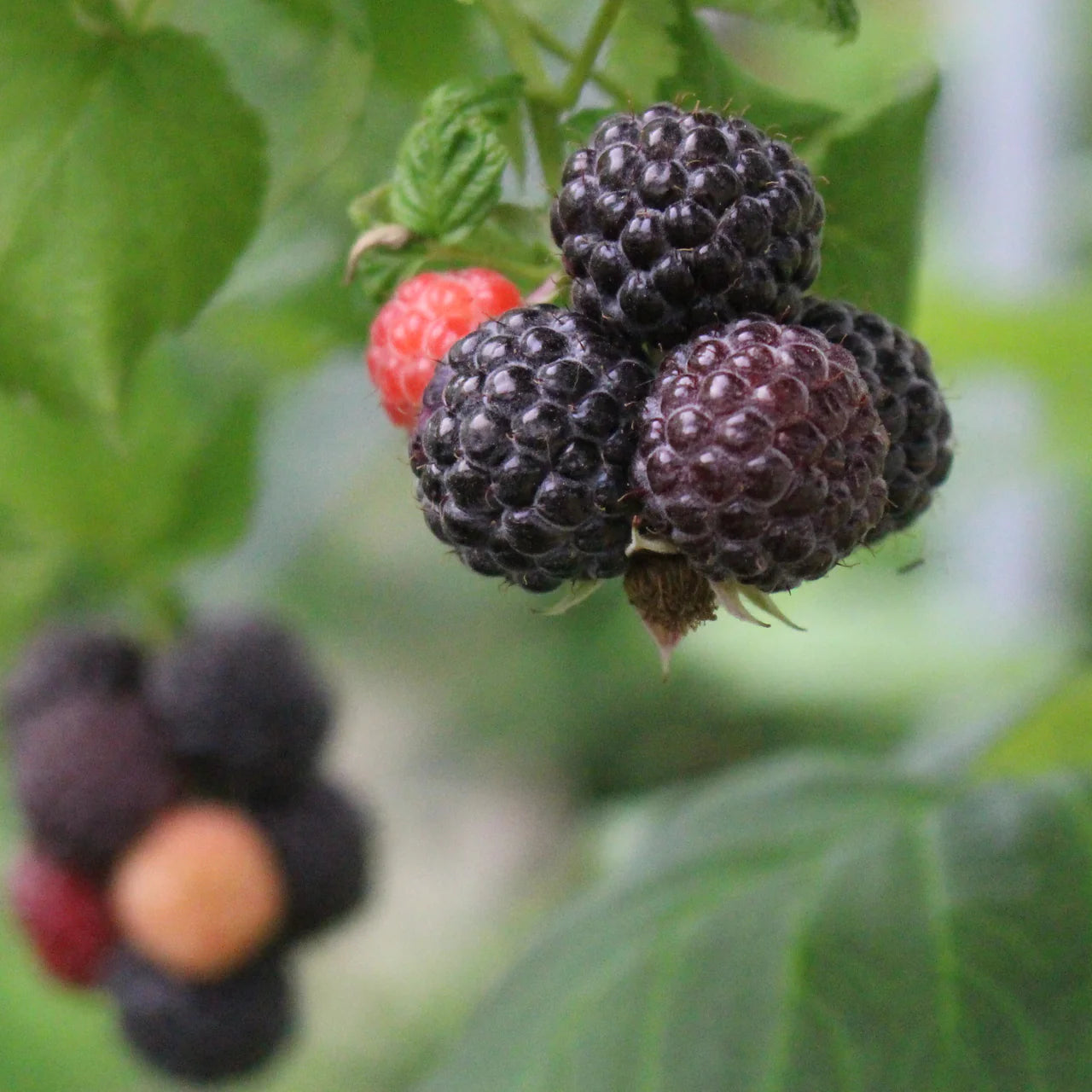 Shekinah Tahi Black Thornless Raspberry Plant Plants online shopping