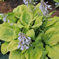 Lemon Snap Hosta Plant