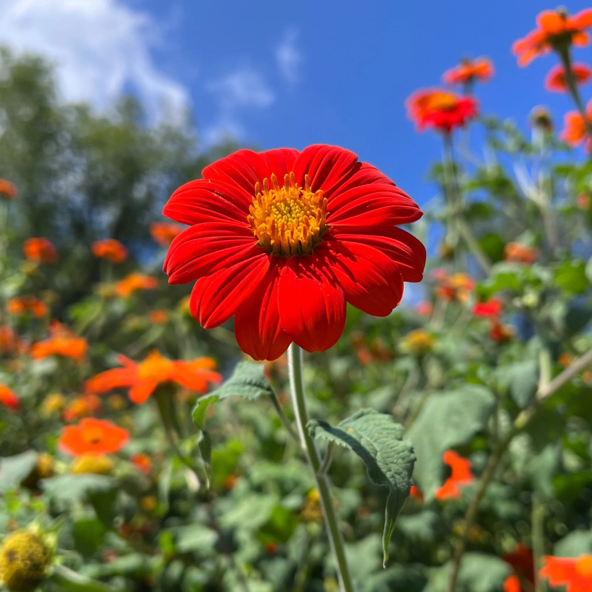 Mexican Torch Tithonia Seeds online shopping