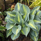 Touch of Class Hosta Plant