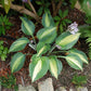Touch of Class Hosta Plant
