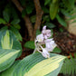 Touch of Class Hosta Plant