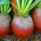 Touchstone Gold Beet Seeds online shopping