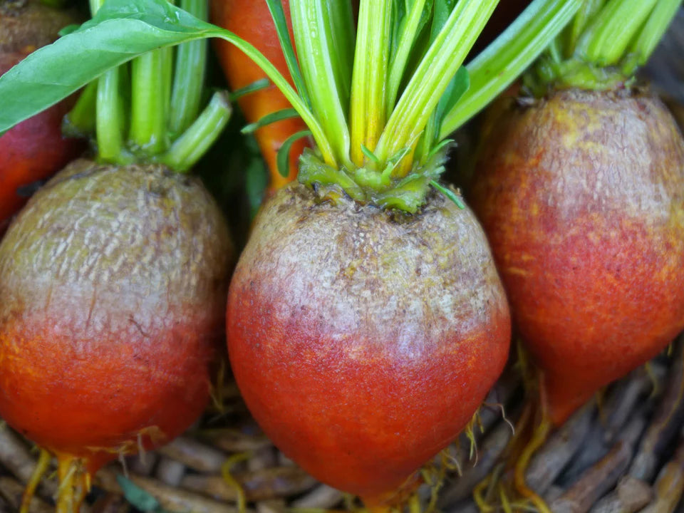 Touchstone Gold Beet Seeds online shopping