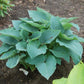 True Blue Hosta Plant