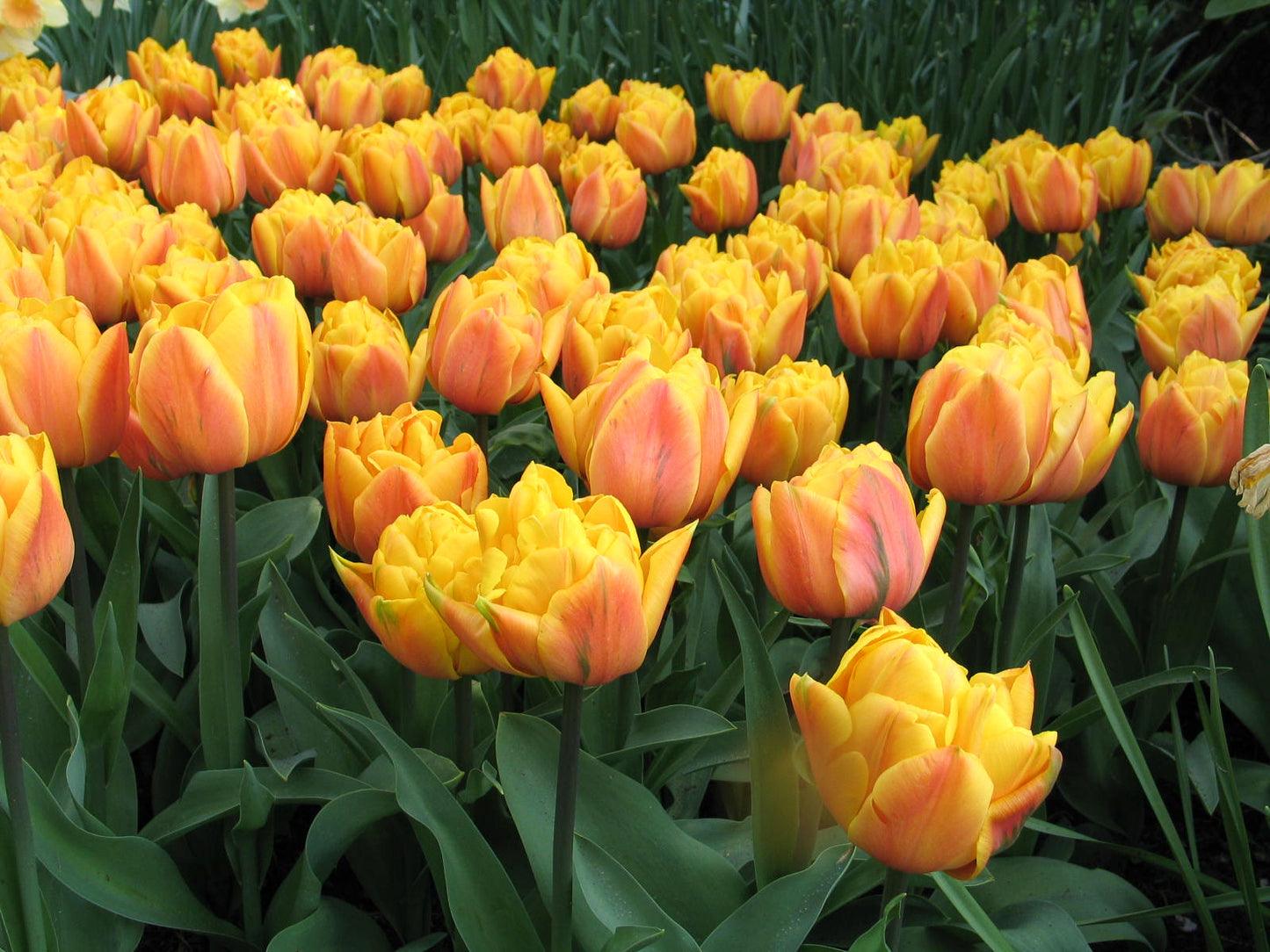 Freeman Tulip Bulbs