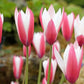 Peppermint Stick Tulip Bulbs