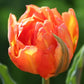 Monte Orange Tulip Bulbs