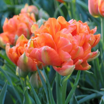 Monte Orange Tulip Bulbs