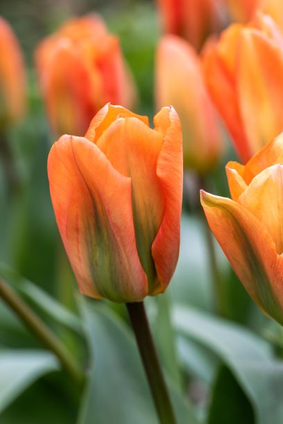 Orange Emperor Tulip Bulbs