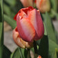 Orange Pride Tulip Bulbs
