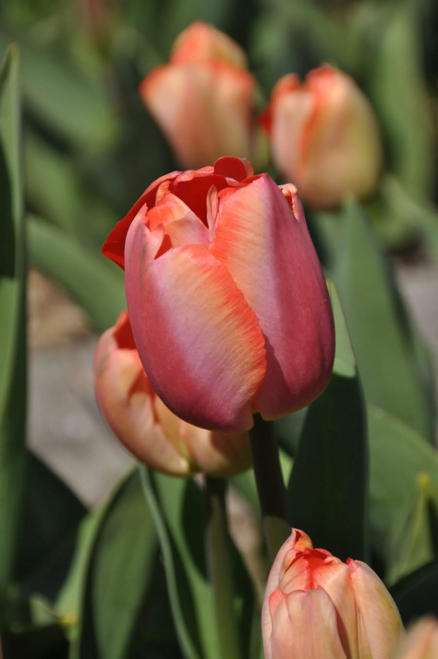 Orange Pride Tulip Bulbs