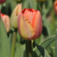 Orange Pride Tulip Bulbs