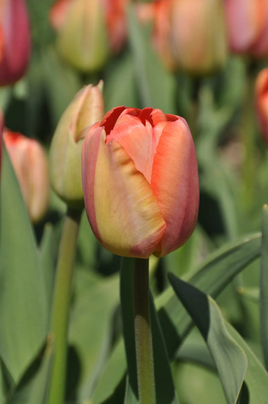 Orange Pride Tulip Bulbs