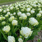 Snow Crystal Tulip Bulbs