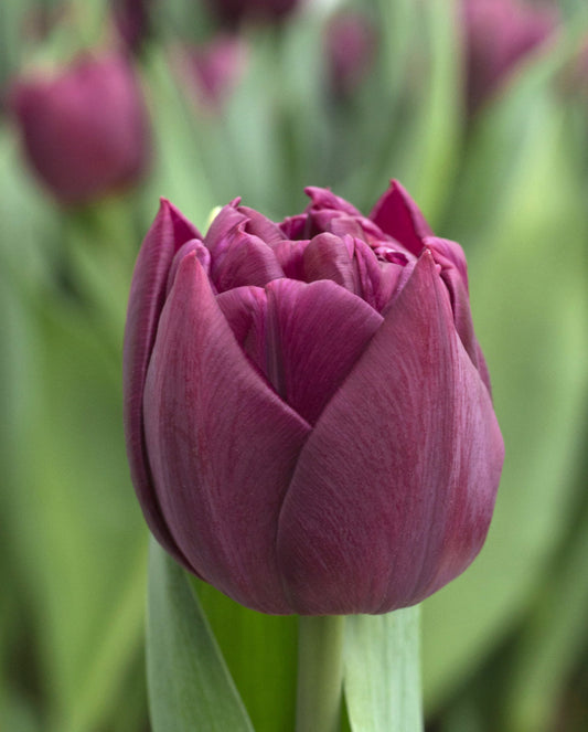 Alison Bradley Tulip Bulbs