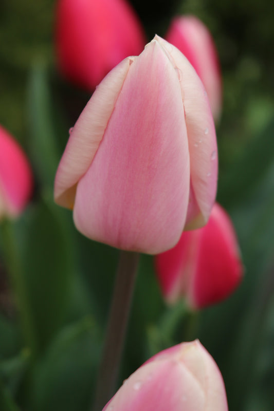 Apricot Delight Tulip Bulbs