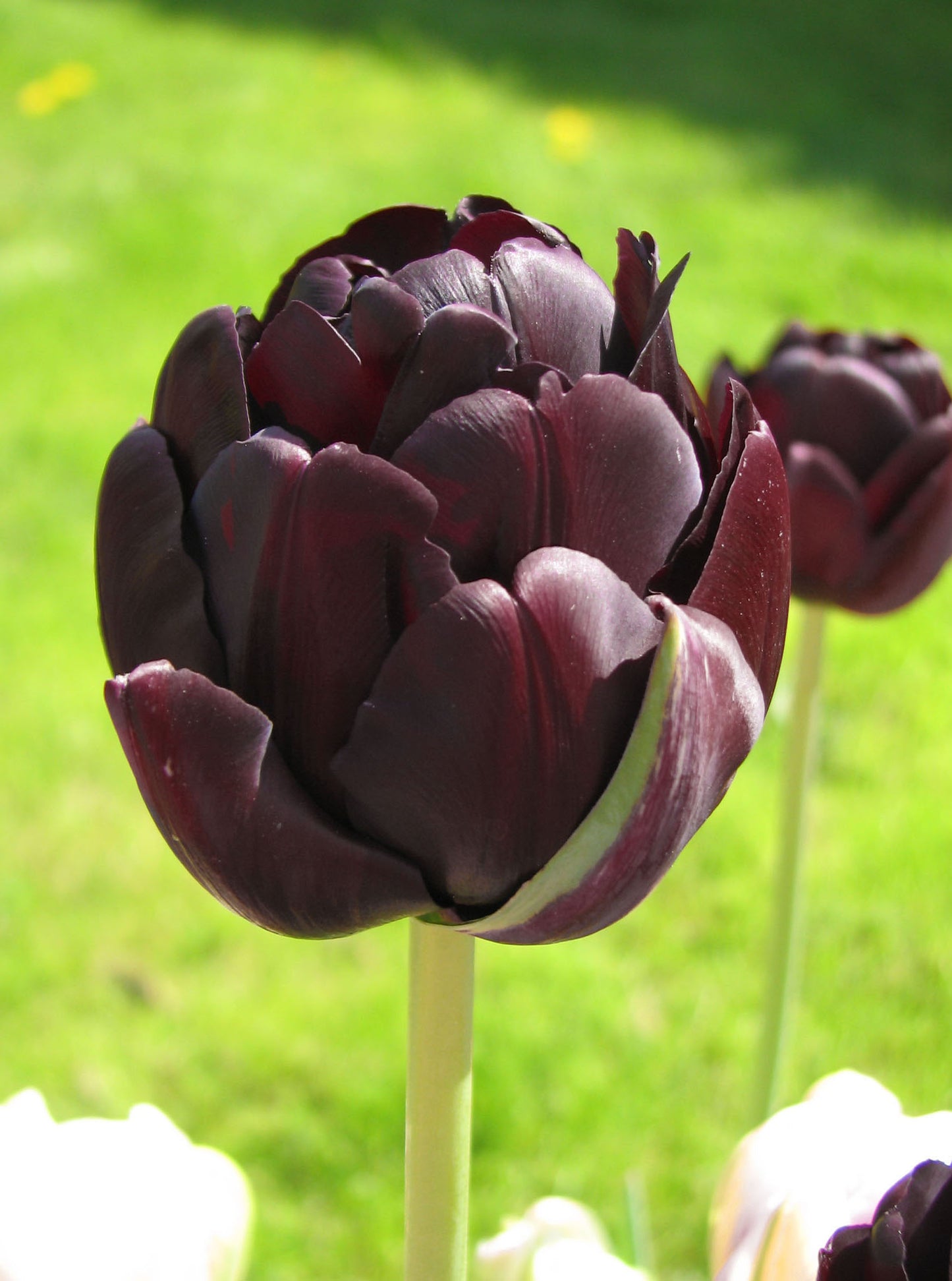 Black Hero Tulip Bulbs