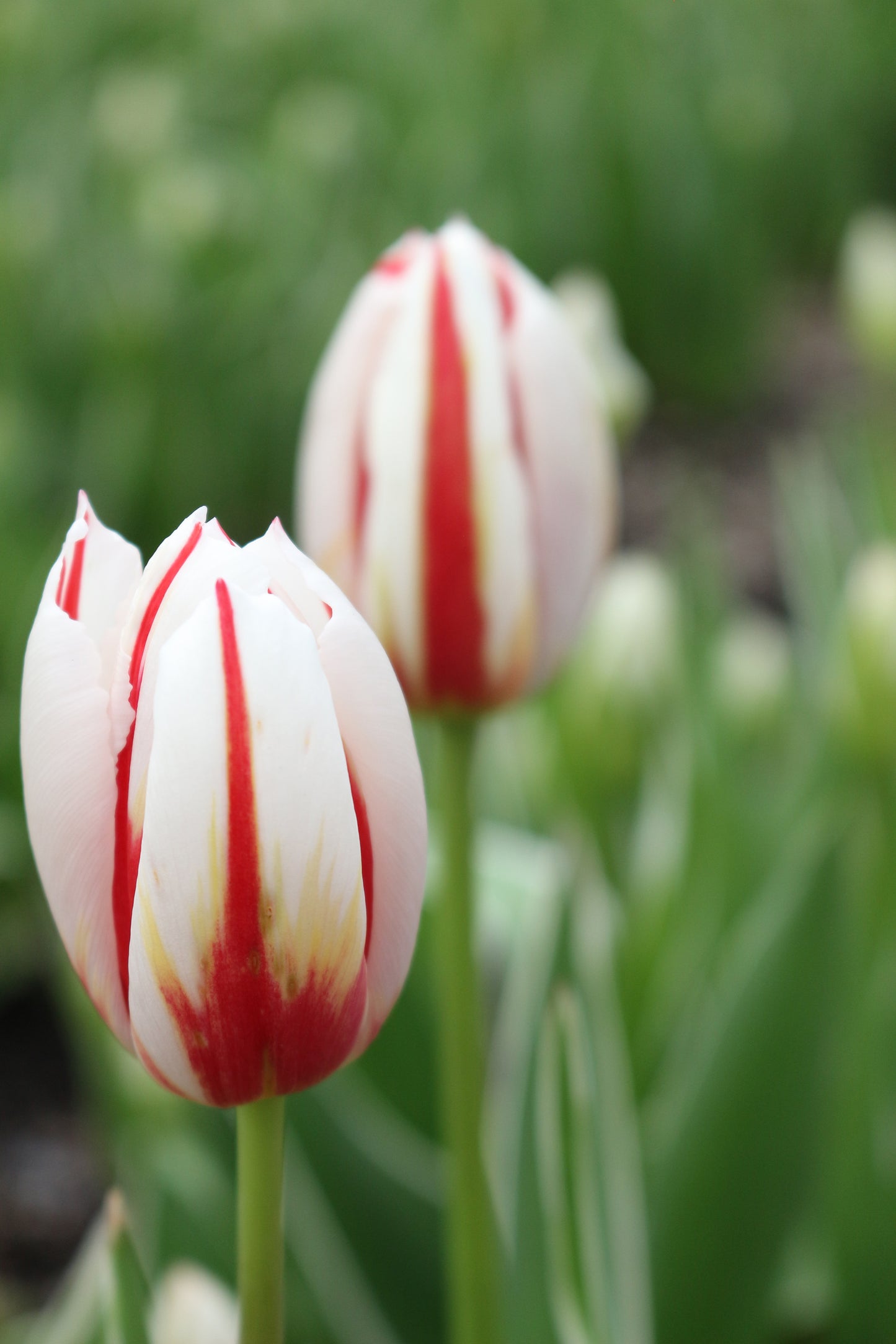 Canadian Celebration Tulip Bulbs