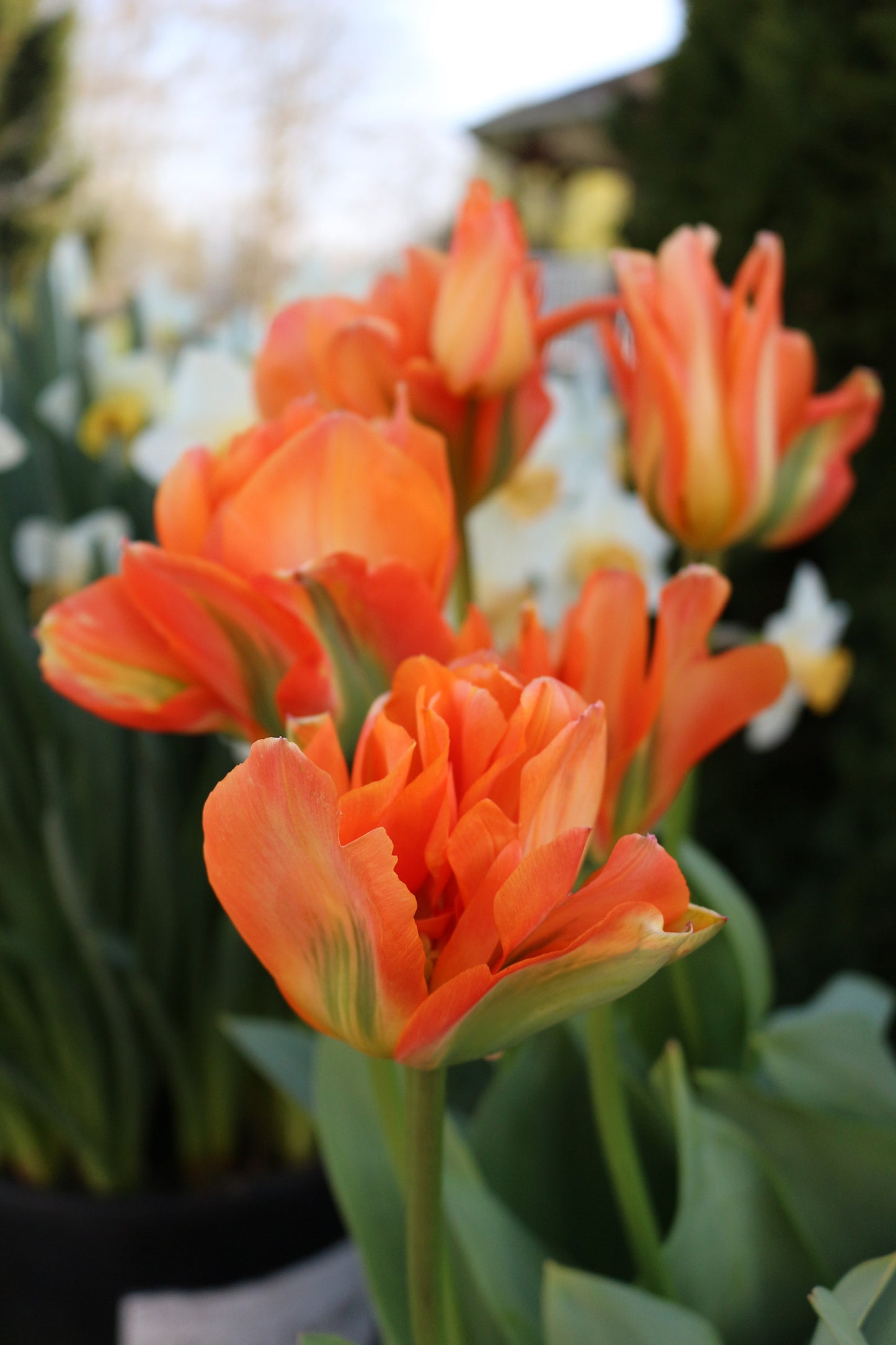 Disneyland Paris Tulip Bulbs