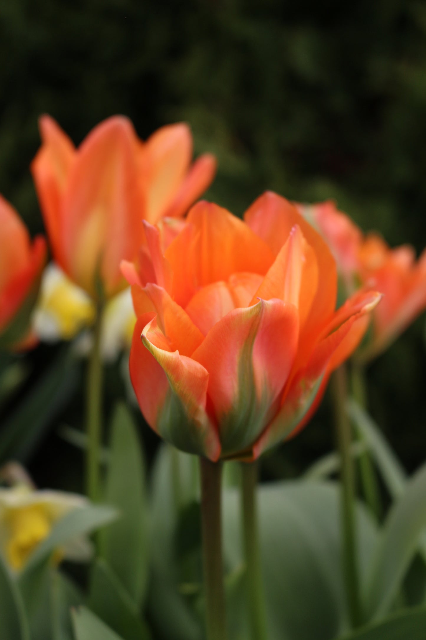 Disneyland Paris Tulip Bulbs