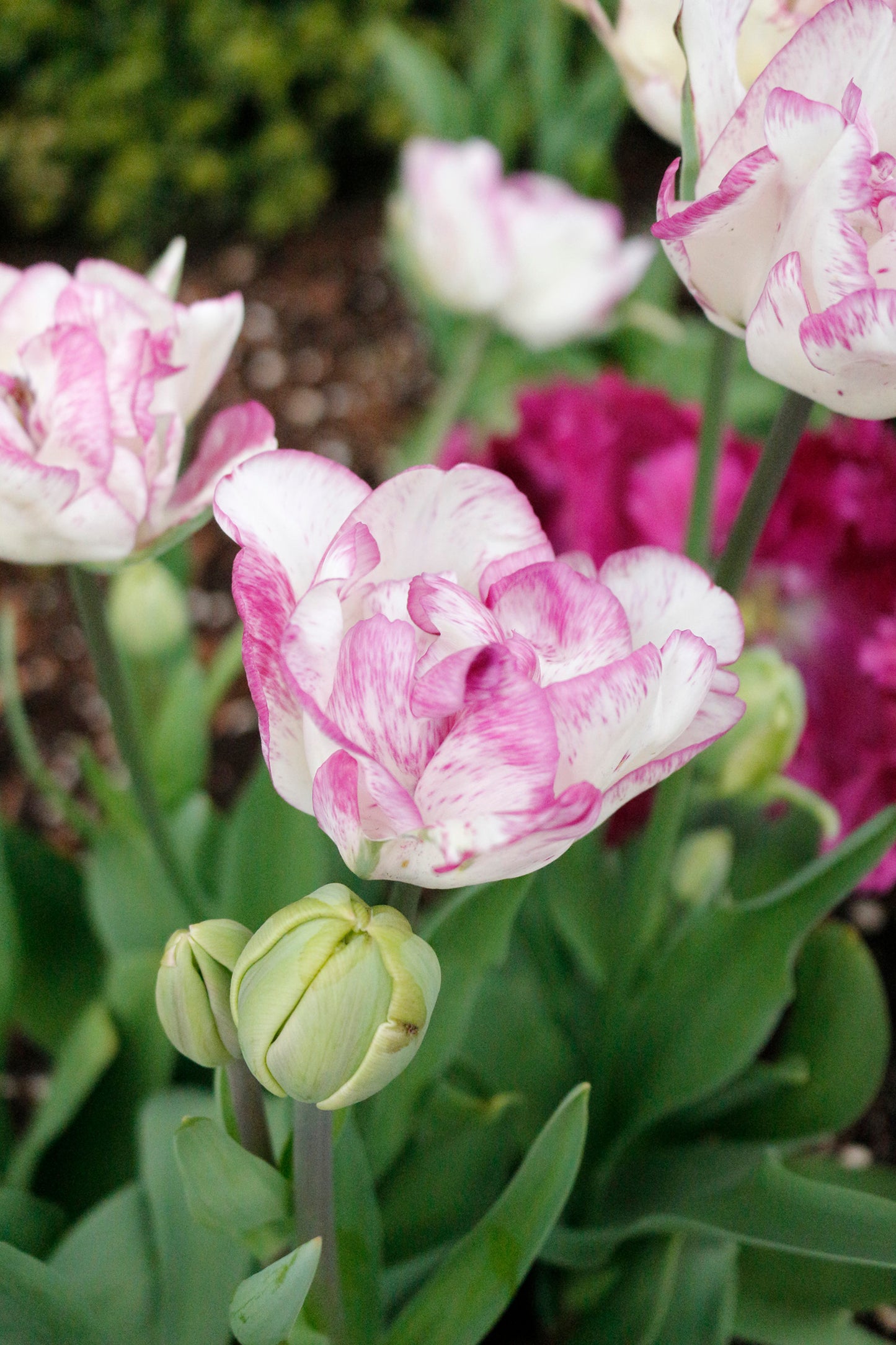 Double Shirley Tulip Bulbs