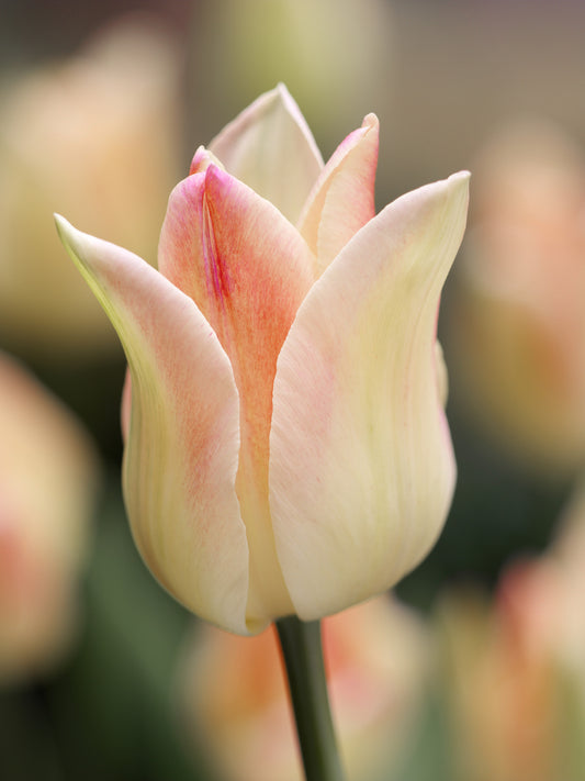 Elegant Lady Tulip Bulbs