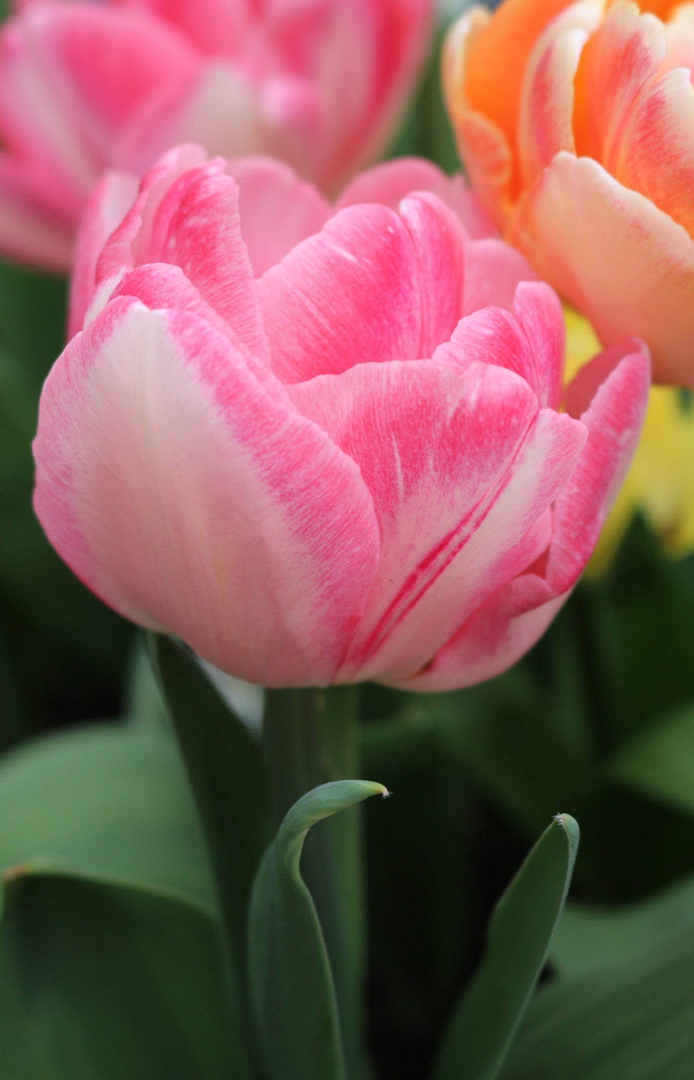 Foxtrot Tulip Bulbs