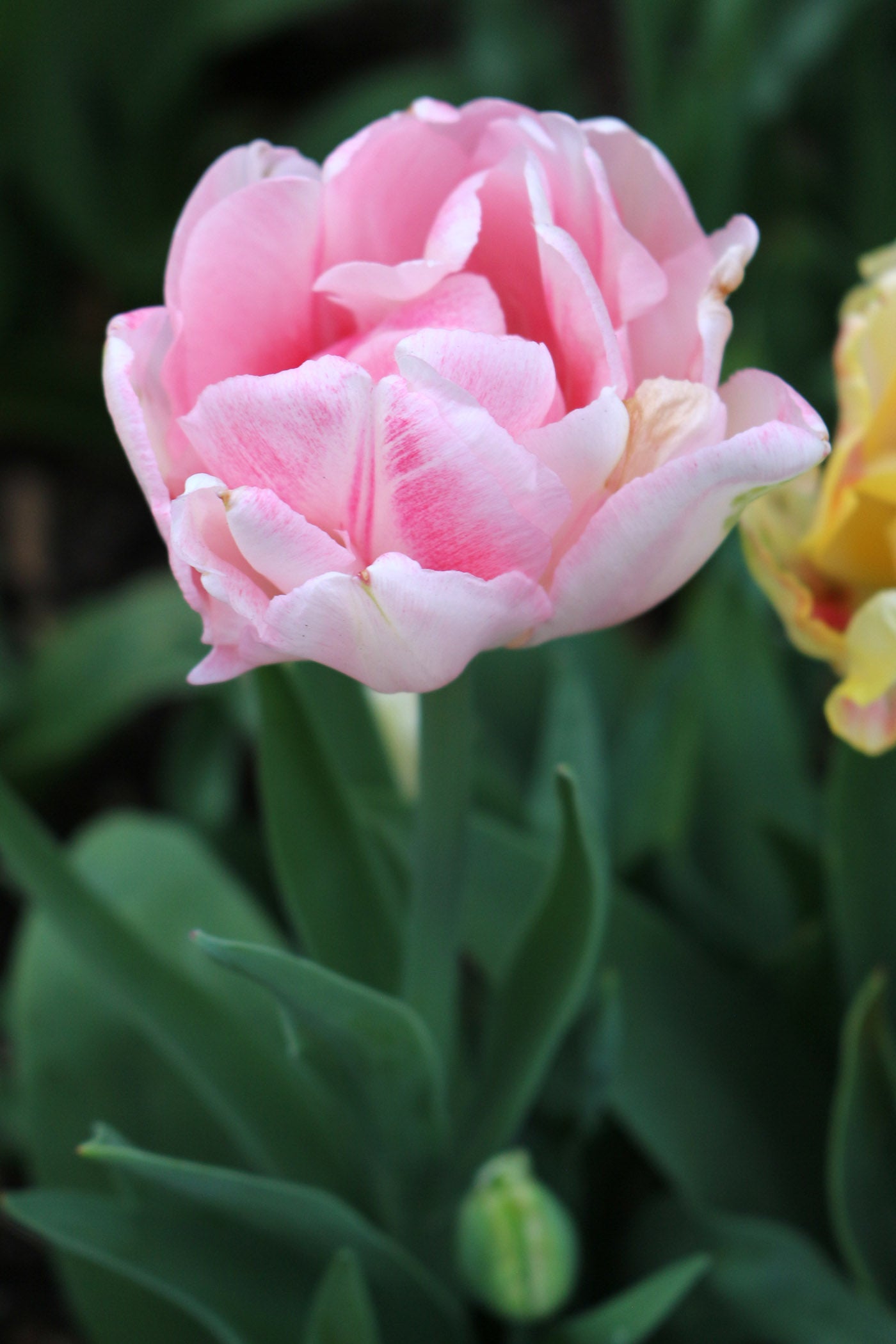 Foxtrot Tulip Bulbs