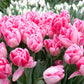 Foxtrot Tulip Bulbs