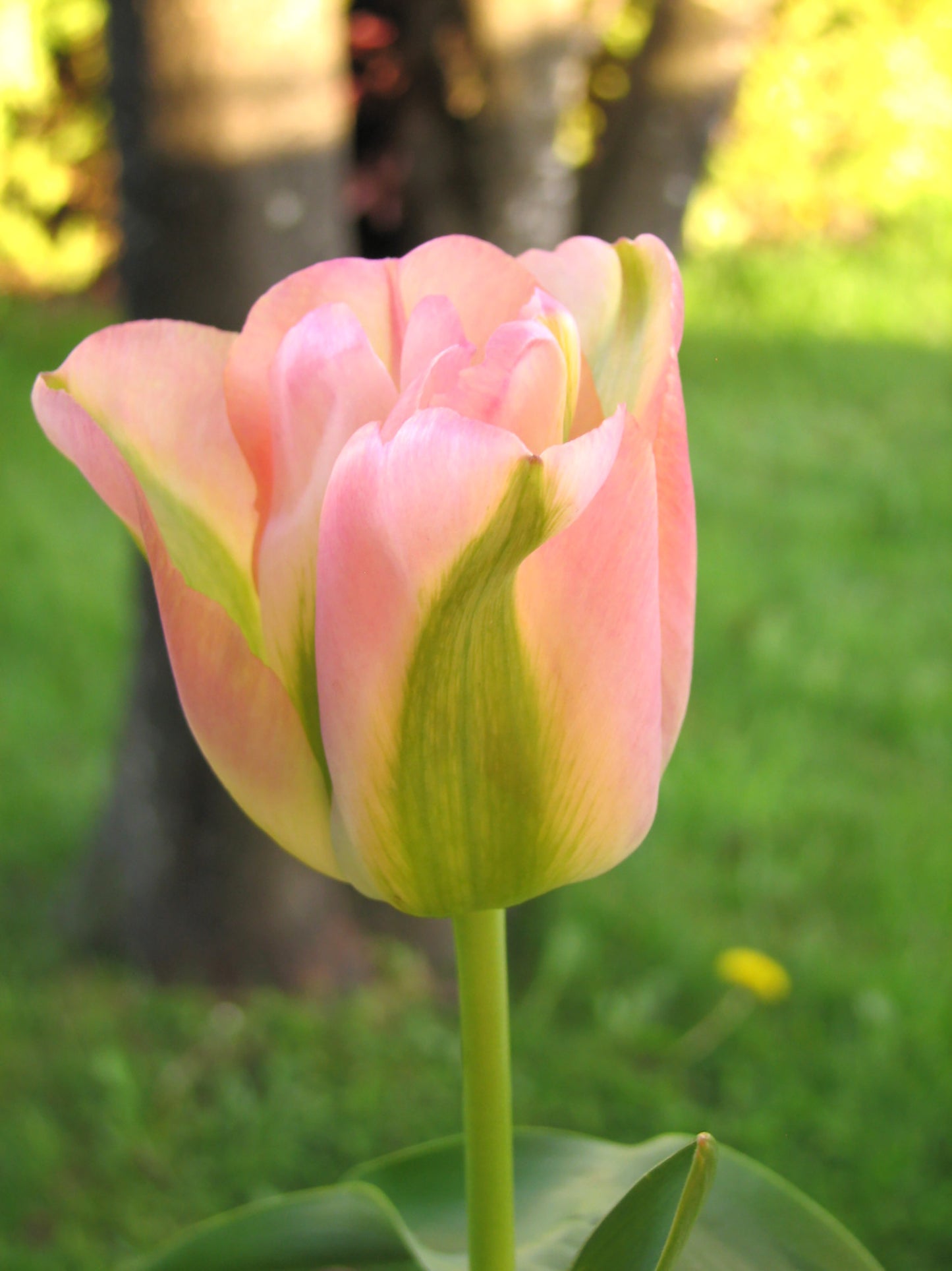 Greenland Tulip Bulbs