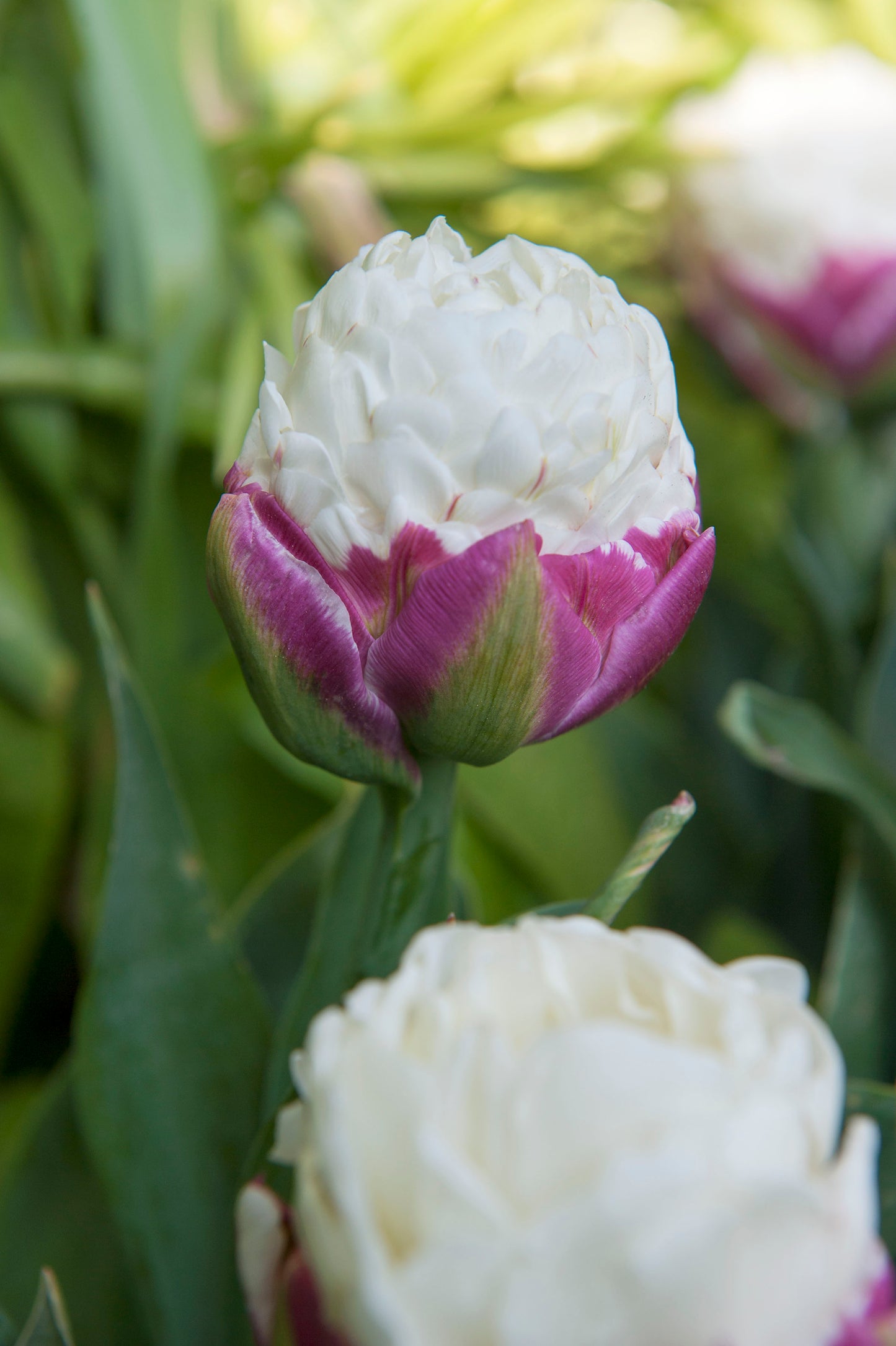 Ice Cream Tulip Bulbs