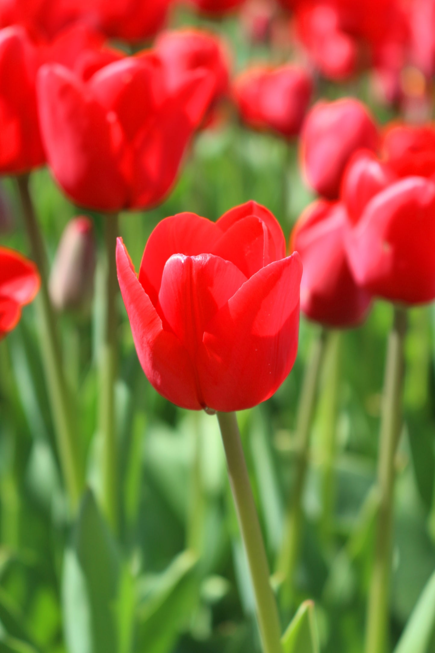 Ile de France Tulip Bulbs