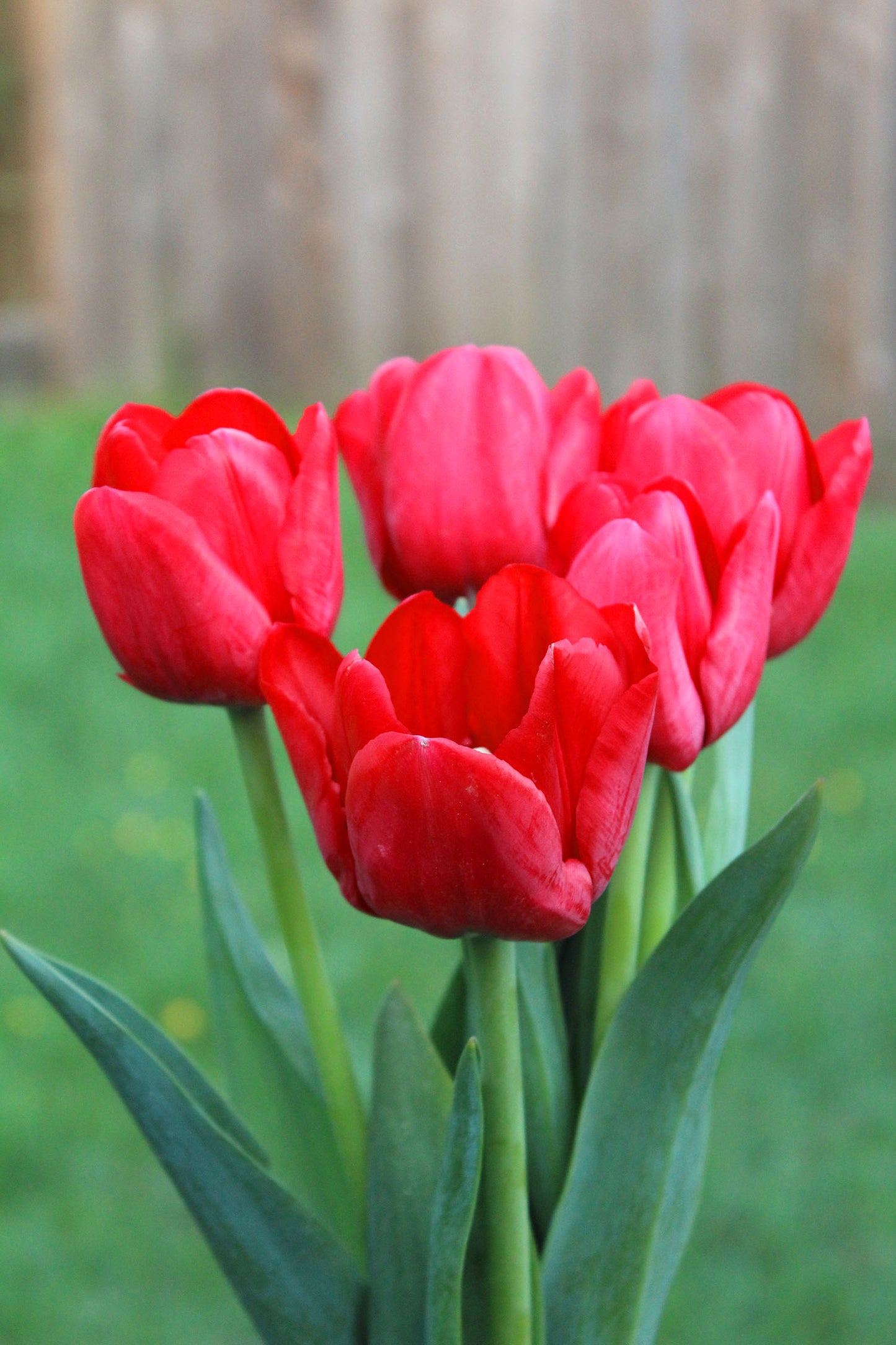 Ile de France Tulip Bulbs